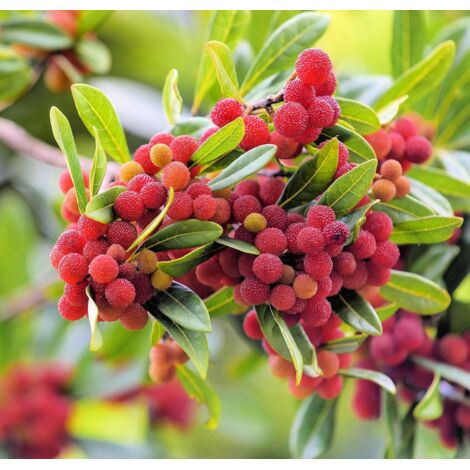30 pièces Graines Myrtille Chinoise Haute Qualité – Jardin et Potager, Fruits Rares, Culture Facile et Durable (1/4)