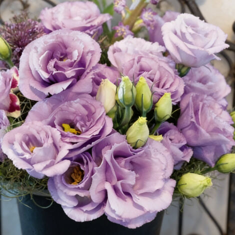 1000 Graines Lisianthus Lavande Clair Lucita – Eustoma Délicat à Longue Floraison, Idéal en Pots et Massifs (1/5)