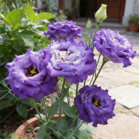 1000 Graines Lisianthus Bleu Ondulé – Eustoma Original à Fleurs Doubles pour Jardin, Terrasse et Balcon (1/5)