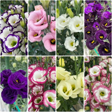 Lot 1000 Graines Lisianthus Mix – Fleurs Doubles Colorées Type Rose, Plante Annuelle/Perannuelle, Semences pour Jardin et Pots (1/5)