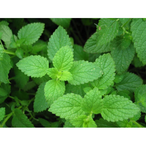 Graines de menthe 1000 – Graines d'aromates – Période de semis : Mars à Juillet – Favorise la croissance du chou – Éloigne les pucerons – Parfum intense et rafraîchissant (1/5)