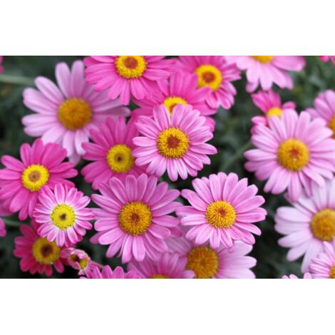 4000 Graines d’Osteospermum Rose Clair – Fleurs Jardin Extérieur Plantation Facile avec Engrais Offert