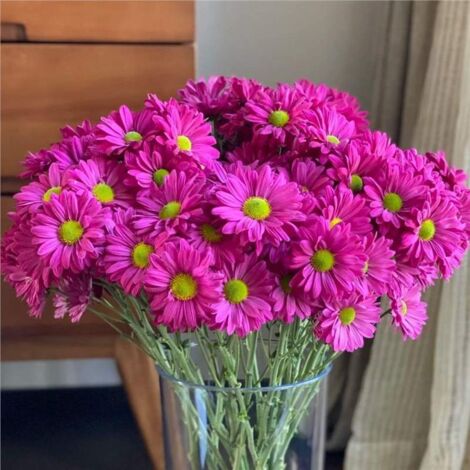 8000 Graines d’Osteospermum Rose Fuchsia – Fleurs Jardin Vives Plantation Facile avec Engrais Offert
