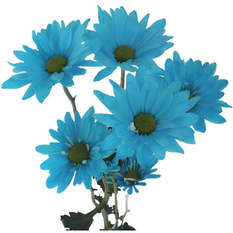8000 Graines d’Osteospermum Bleu – Fleurs Jardin Extérieur Plantation Facile avec Engrais Offert