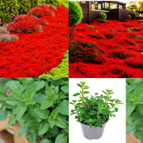 Kit méditerranéen – Thym rouge + Origan – 10000+1000 – Parfumé – Potager – Terrasse