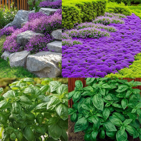 Kit aromatique – Thym violet + Basilic – 10000+1000 – Jardin – Cuisine – Terrasse