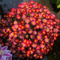 16000 Graines d’Osteospermum Rouge – Fleurs Jardin Intenses Plantation Facile avec Engrais Offert