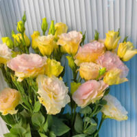 500 graines de lisianthus couleur champagne - Plante ornementale et décorative, facile à semer, parfait pour jardin, balcon et pots