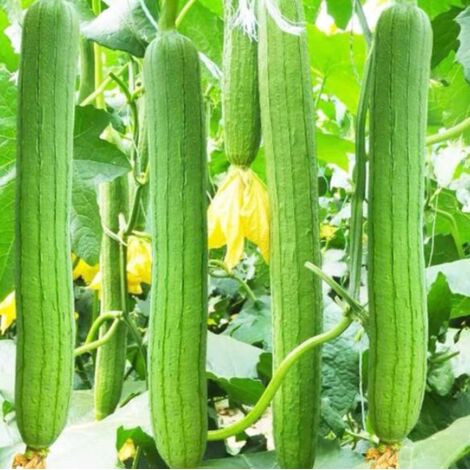 350 graines de courge luffa Chubby Pier – Légume luffa ancien non OGM à planter dans les jardins, sur les treillis et dans les espaces verticaux (1/5)