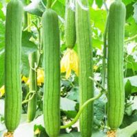 350 graines de courge éponge lisse (louffah, melon serpent), variété ancienne de légume asiatique originaire des États-Unis