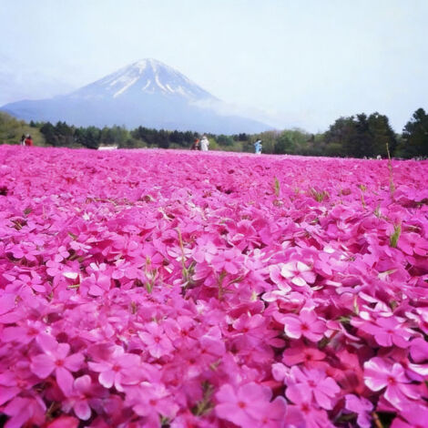 3000 Graines de fleurs sauvages, graines de phlox mousse rose, résistant au froid et à la sécheresse, fleurs de saison pour jardins, pentes et espaces extérieurs