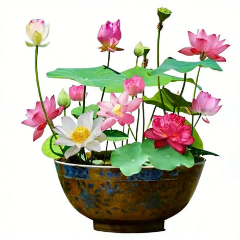 Lot de 120 graines de lotus, graines de lotus pour bonsaï de couleurs mélangées, graines de nénuphar multicolores, graines de lotus aquatiques, adaptées au balcon, au jardin ou à la maison