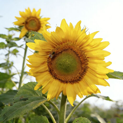 1500 graines de tournesol, haute germination, faciles à cultiver, idéales pour attirer les insectes pollinisateurs, adaptées pour jardin extérieur, pots et bordures de parterres, modèle C