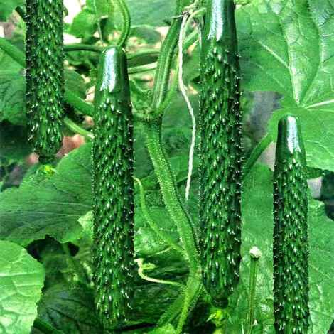Graines de Concombres Thorny Green – 40 graines/sachet, 1 sachets pour jardin et potager (1/5)