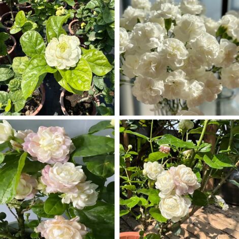 Graines de Jasmin 200, Plantes Vivaces, Non OGM, Jasminum, Jardin, Balcon et Décoration (1/5)