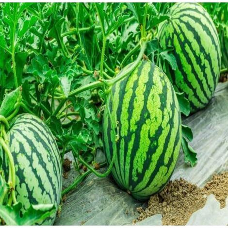 Pastèque ‘Kirin’ (Citrullus lanatus) – 300 graines – Variété miniature – Fruit sucré à chair rouge – Culture en pot ou au jardin (1/5)