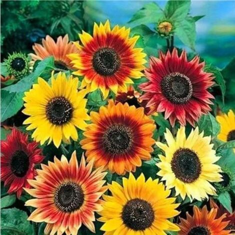 Tournesol coloré (Helianthus annuus) – Environ 50 graines – Mélange de couleurs – Rouge, orange, bordeaux (1/4)