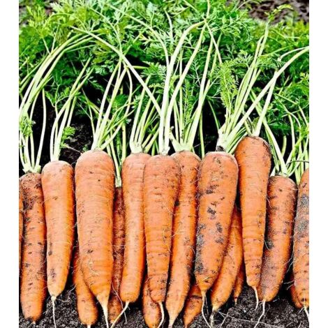 Graines de Carotte – Environ 200 Graines – Variété Orange – Légume Racine – Culture Jardin Potager (1/5)