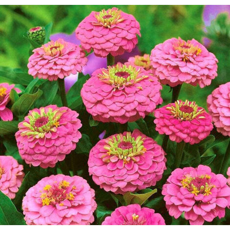 Graines Zinnia Rose – 1000 pcs, Fleurs Décoratives Jardin, Non OGM avec Engrais, Floraison Rapide et Durable
