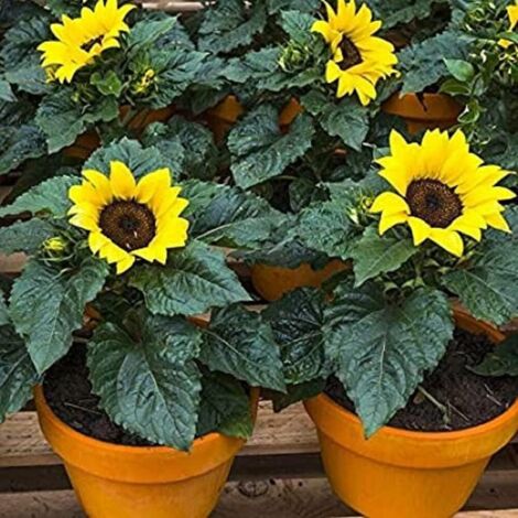 Graines de Tournesol Nain – 100 Graines – Variété à Tige Courte – Fleur Unique – Idéal pour Pots et Massifs (1/5)
