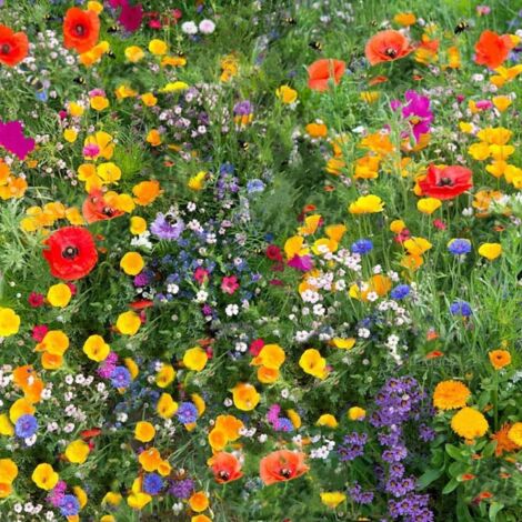 Graines de Fleurs Sauvages – 1000 Graines – Mélange Coloré – Plantes Mellifères – Idéal pour Prairie Fleurie