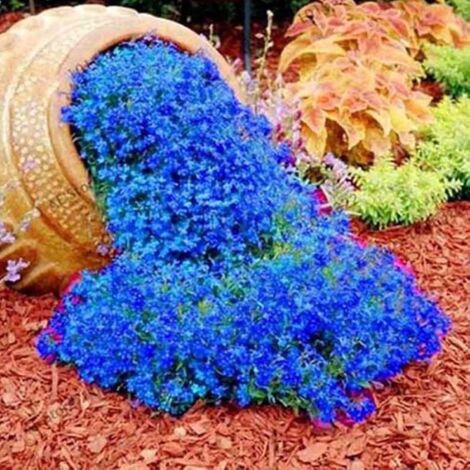 Kit Graines de Lobélie – 2000 Graines + Engrais – Fleurs Bleues – Plante Retombante – Idéal pour Suspension