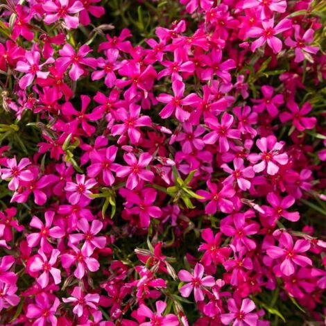 Kit Graines de Phlox Mousse – 1000 Graines + Engrais – Fleurs Roses – Plante Couvre-Sol – Jardin Rocaille