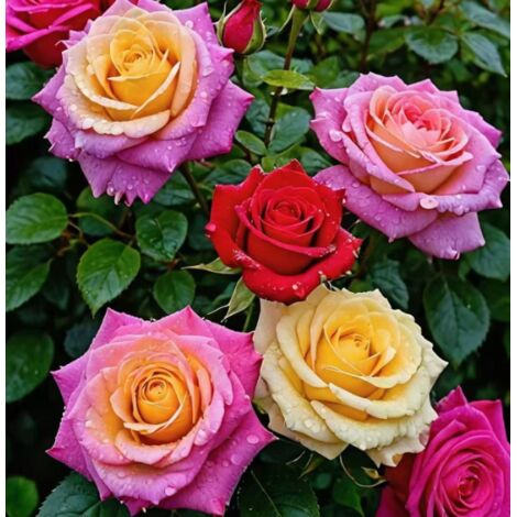 Graines de Rosier – Environ 1200 Graines – Mélange de Couleurs – Roses Variées – Culture Jardin Balcon