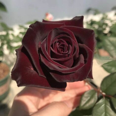 Graines de Rose Noire – 200 Graines – Rosa – Fleur Rare et Mystérieuse – Culture Jardin Balcon (1/5)