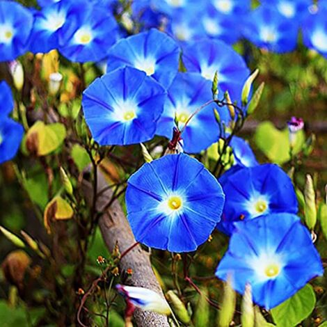 Graines de Liseron – 50 Graines – Ipomoea – Fleurs Bleu Clair – Plante Grimpante – Jardin Balcon