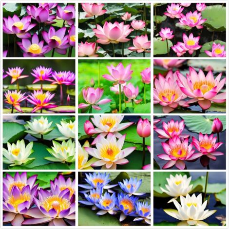 600 pièces Semences de Nénuphar et Lotus – Plantes aquatiques pour bassin et étang – Floraison abondante et facile à cultiver