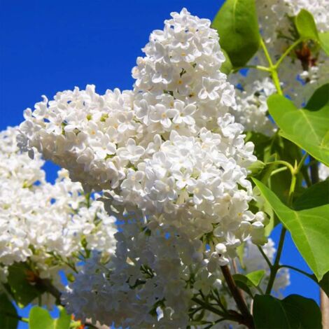 20g Graines Graines de Lilas Blanc – Arbuste à Fleurs Parfumées, Jardin Extérieur, Plante Vivace Facile à Cultiver (1/5)