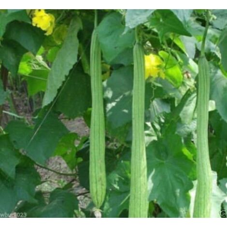Graines de Courge Éponge Longue – 350 Graines – Luffa – Légume Grimpant – Culture Facile – Potager Jardin (1/2)