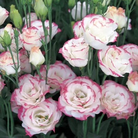 Graines de Lisianthus – 500 Graines – Blanc à Bordure Rouge – Fleurs Doubles – Plante Vivace – Jardin Balcon (1/4)