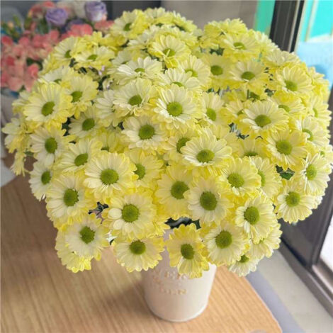Kit Graines de Marguerites ‘Angie’ – 2000 Graines – Jaune – Fleurs Doubles – Avec Engrais – Jardin Balcon (1/5)
