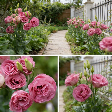 1000 Graines de Lisianthus Rose Foncé – Variété Riche en Couleur, Floraison Généreuse, Culture Facile en Pot, Bac ou Pleine Terre (1/5)