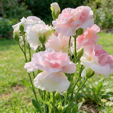 1000 Graines de Lisianthus Rose et Blanc – Variété Bicolore à Floraison Abondante, Idéal Décoration Balcon, Terrasse et Jardin Fleuri (1/5)