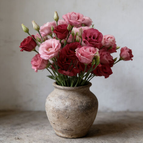 1000 Graines de Lisianthus Rouge Lucita – Eustoma Fleur Double Intense, Adapté Fleurs Coupées, Bouquets Maison et Jardin d’Ornement (1/5)