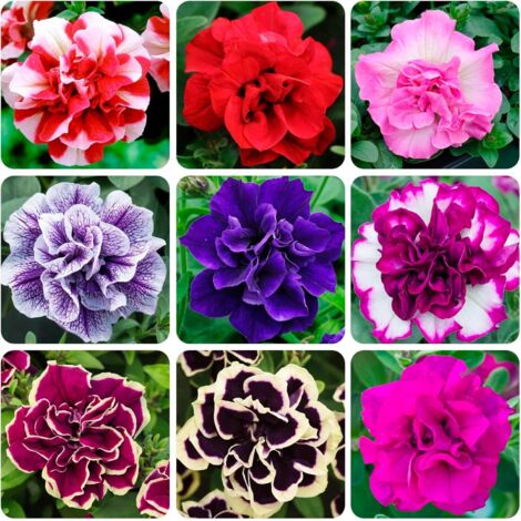 Graines de Pétunia Annuelles pour Jardin Extérieur - 1000 Graines de Fleurs pour Jardin et Plantes Vivaces