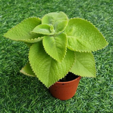 Graines d’Origan Italien 100pcs – Plante Aromatique Cuisine Jardin Plantation Facile Vivace (1/4)