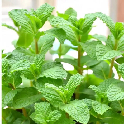 Graines de Menthe Verte 200pcs – Plante Aromatique Jardin Intérieur Extérieur Plantation Facile Vivace (1/3)
