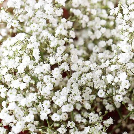 Graines de Gypsophile Blanc 600pcs – Fleurs Baby’s Breath Jardin Extérieur Plantation Facile Floraison Abondante (1/4)