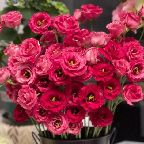 1000 Graines de Lisianthus Rouge – Fleurs Jardin Intenses Plantation Facile