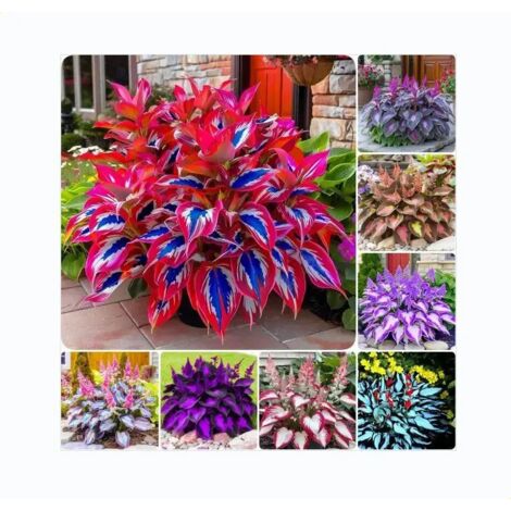 Graines de Fleurs Hosta Multicolores - 400 Graines pour Plantes à Feuillage Décoratif