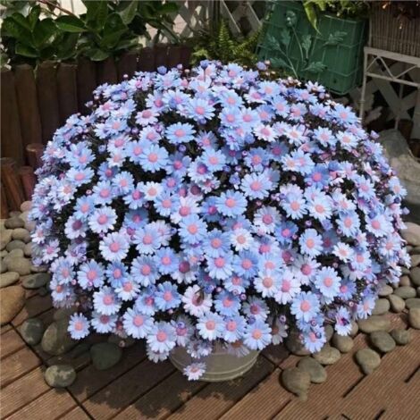 2000 Graines de petites marguerites bleues Lanma – Floraison Abondante – Non-OGM – Convient pour le jardin, le balcon et les pots – Décoration de jardin extérieure – Prairie de fleurs sauvages (1/3)