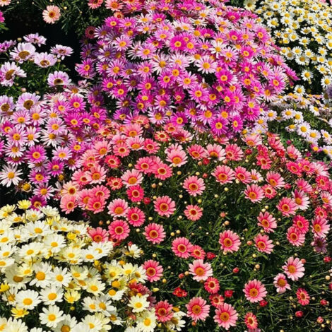 10000 Graines de petites marguerites colorées – Floraison Abondante – Non-OGM – Convient pour le jardin, le balcon et les pots – Décoration de jardin extérieure – Prairie de fleurs sauvages (1/5)