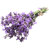 Graines de Lavande – 500 g – Lavandula angustifolia – Plante Aromatique – Jardin Balcon