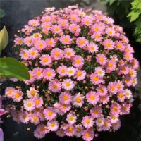 16000 Graines d’Osteospermum Rose – Fleurs Jardin Romantiques Plantation Facile avec Engrais Offert