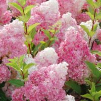 Graines d'Hortensia Fraise Rose - 150 Graines pour Jardin Extérieur, Plantes Décoratives et Attirant les Insectes