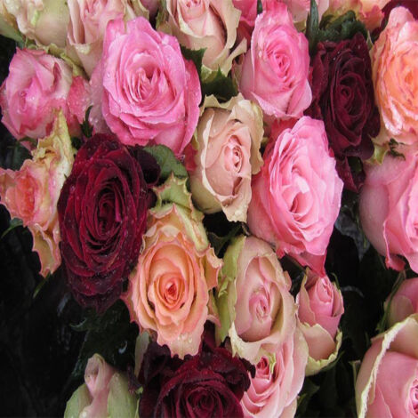 Graines de roses, mélange assorti de graines de roses, environ 120 graines, adaptées aux balcons, jardins et plantations en pot. (1/4)